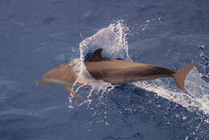 Photo of Dolphin
