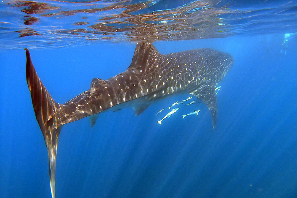 Whale Shark Research  Center for Fisheries Research and