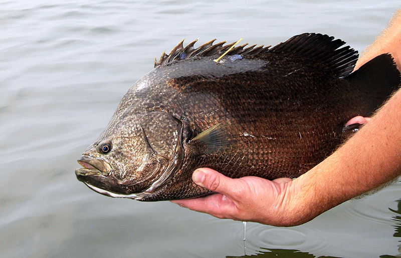 Tripletail Tag and Release  Center for Fisheries Research and